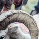 Image for article titled Hunting Alaska's Most Elusive Big Game